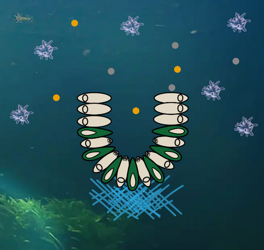 Principles of Regenerative Biology